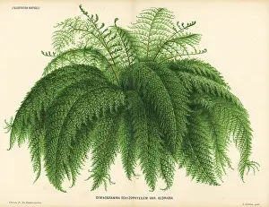 Lillustration: Silverback fern, Pityrogramma schizophylla