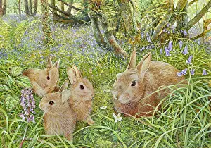 Silverdale: Silverdale ' four rabbits