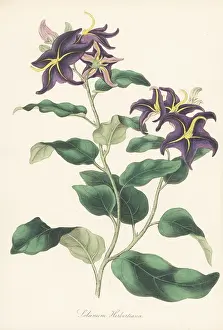 Volume 5: Silverleaf nightshade, Solanum elaeagnifolium