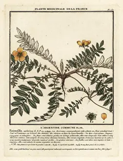 Colour Printing: Silverweed, Potentilla anserina