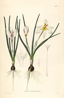 Silvery: Silvery crocus, Crocus biflorus