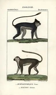 Jean Francois: Silvery lutung or langur, Trachypithecus cristatus
