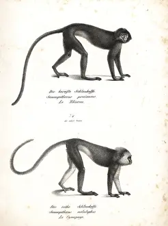 Lutung: Silvery lutung and Sumatran surili, endangered