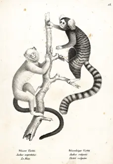 Mico: Silvery marmoset and common marmoset