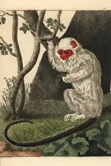 Mico: Silvery marmoset, Mico argentatus