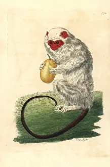 Mico: Silvery marmoset, Mico argentatus