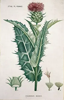 Chardon: Silybum marianum, milk thistle