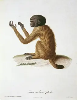 Aime: Simia melanocephala