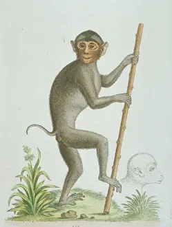 Sumatra: Simias sp. pig-tailed monkey from Sumatra