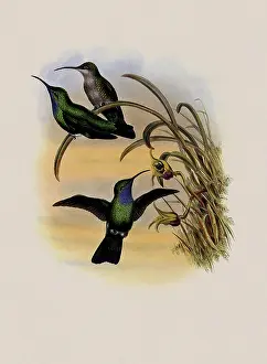 Campylopterus: Simon's Sabre-Wing, Campylopterus Phainopeplus