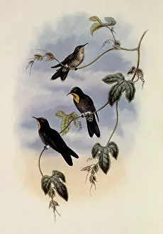Swifts: Simon's Thornbill, Rhamphomicron Dorsale