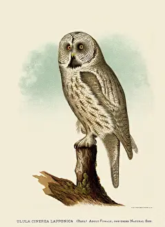 Ridgway: Simorhynchus Pygmaeus