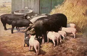 Trough: The Simple Life