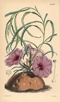 Simplex: Simple stalked ipomaea, Ipomaea simplex