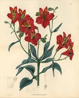 Subsp: Sims Peruvian lily, Alstroemeria ligtu subsp. simsii