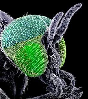 Vector: Simulium damnosum, Simulian blackfly
