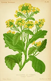 Sinapis: Sinapis Arvensis