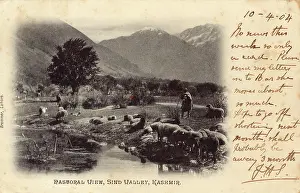 Sindh: Sindh Valley, Srinagar, Kashmir, India
