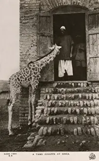 Singa: Singa, Sudan - A Tame Giraffe