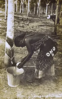 Latex: Singapore - Tapping a rubber tree