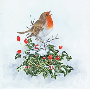 Comerford: Singing robin on hips with holly and ivy