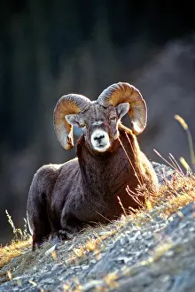 Hooves: Single Bighorn Ram Ovis Canadensis Lying Down