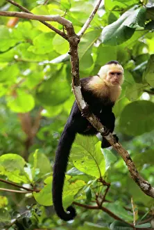 Cebus: Single Colombian White-Faced Capuchin Cebus Capucinus