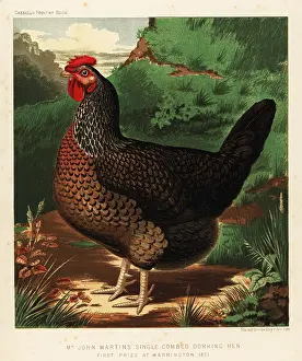 Cassell: Single-combed Dorking hen
