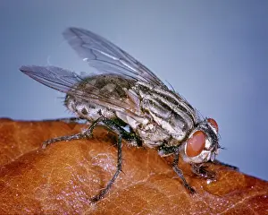 Disturbing: Single Common House Fly Musca