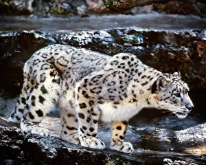 Crepuscular: A Single Crouching Snow Leopard Panthera Uncia