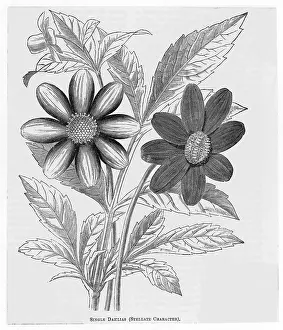 Dahlias: SINGLE DAHLIAS