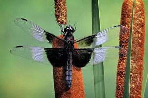 Cattail: Single Dragonfly Odonata Anisoptera Perching on