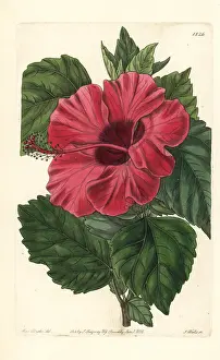 Mallow: Single-flowered Chinese rose mallow, Hibiscus rosa-sinensis