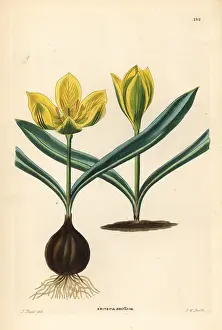 Uniflora: Single-flowered tulip, Tulipa uniflora