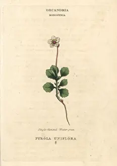 Wintergreen: Single-flowered wintergreen, Moneses uniflora