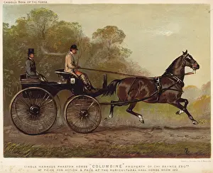 Columbine: SINGLE HARNESS PHAETON