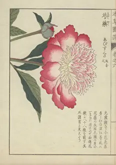 Frilled: Single, large peony flower with pink and white