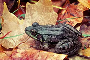 Generic: Single Leopard Frog Lithobates Sp Generic Name