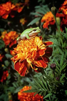 Instinct: Single Pacific Tree Frog Pseudacris Regilla on