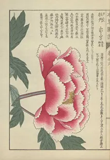 Color Printed: Single peony flower in full bloom with crenellated