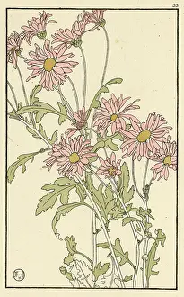 Chrysanthemum: Single Pink Chrysanthemum