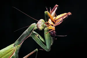 Preying: Single Praying Mantis Mantodea Sp Insect Preying
