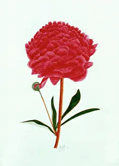 Peonies: Single Red Peony