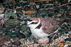 Charadrius: Single Snowy Plover Charadrius Nivosus with an