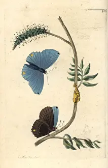 Lutea: Single-spotted butterfly, Papilio spondiae