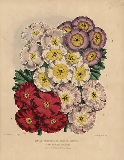 Dombrains: Single varieties of Chinese primula: Scarlet