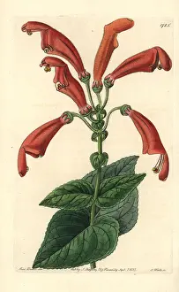 Sinningia: Sinningia bulbosa