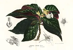 Sinningia: Sinningia carolinae
