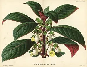Sinningia: Sinningia carolinae