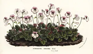 Serres: Sinningia concinna